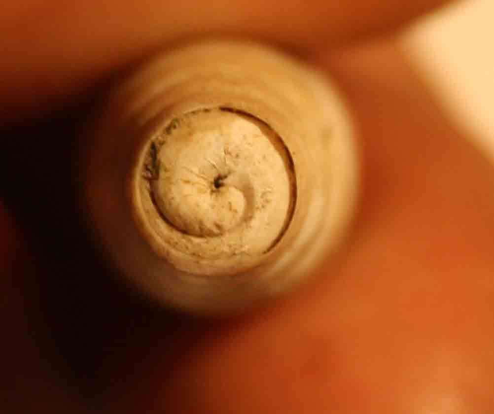 rumina decollata?